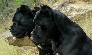 AQUILA DORATA CANE CORSO KENNEL, HUNGARY