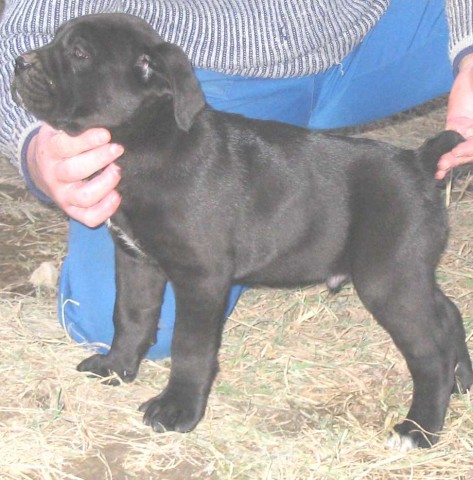 (IT CH. YURAK x HCH. PERLE DER FESTUNG ATHENA)