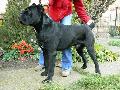 KENTAUR 3 VES / 3 YEARS OLD (IT CH. YURAK x HCH. PERLE DER FESTUNG ATHENA)