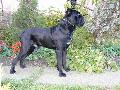 KENTAUR 3 VES / 3 YEARS OLD (IT CH. YURAK x HCH. PERLE DER FESTUNG ATHENA)