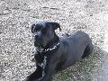 Desiree 13 hnapos / 13 months old: Perle der Festung Kentaur (HPJ,BOB,CAC,R.CAC,HD-B) X  Iman Schwarze Tod (EXC.)