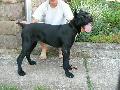 Ghymes 5 hnapos / 5 months old: HD-B Perle der Festung Kentaur (HPJ,BOB,CAC,R.CAC)  X HD-A Aquila Dorata Ceylon (exc.)