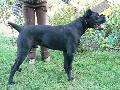 Fiorino 1 ves/1 year old: HD-B Perle der Festung Kentaur (HPJ,BOB,CAC,R.CAC)  X HD-A Aquila Dorata Ceylon (EXC.)