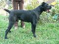 Fiorino 1 ves/1 year old: HD-B Perle der Festung Kentaur (HPJ,BOB,CAC,R.CAC)  X HD-A Aquila Dorata Ceylon (EXC.)