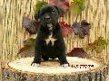 FEKETE-CSKOS SZUKA/BLACK-BRINDLE FEMALE