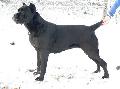 FAMA 2,5 VES / 2,5 YEARS OLD: HD-B, HPJ, BOB, CAC, R.CAC PERLE DER FESTUNG KENTAUR X HD-A AQUILA DORATA CEYLON