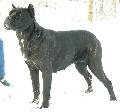 FIDELIA 2,5 VES / 2,5 YEARS OLD: HD-B, HPJ, BOB, CAC, R.CAC PERLE DER FESTUNG KENTAUR X HD-A AQUILA DORATA CEYLON