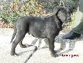 HAMINGWAY 3 HNAPOS / 3 MOTHS OLD (HCH. UK.CH. SERB.CH. IPO-1. HD-A AXL x HD-A FIDELIA)