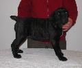 AQUILA DORATA DRACULA, 8 HETES/8 WEEKS OLD: HD-B, HPJ, CAC, R.CAC, BOB PERLE DER FESTUNG KENTAUR X IMAN SCHWARZE TOD