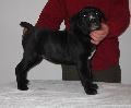 AQUILA DORATA DOLORES, 8 HETES/8 WEEKS OLD: HD-B, HPJ, CAC, R.CAC, BOB PERLE DER FESTUNG KENTAUR X IMAN SCHWARZE TOD