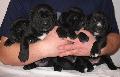 D-ALOM 6 HETES/6 WEEKS OLD: HD-B, HPJ, CAC, R.CAC, BOB PERLE DER FESTUNG KENTAUR X IMAN SCHWARZE TOD