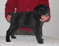 AQUILA DORATA DOLCE VITA, 8 HETES/8 WEEKS OLD: HD-B, HPJ, CAC, R.CAC, BOB PERLE DER FESTUNG KENTAUR X IMAN SCHWARZE TOD