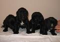 D-ALOM 6 HETES/6 WEEKS OLD: HD-B, HPJ, CAC, R.CAC, BOB PERLE DER FESTUNG KENTAUR X IMAN SCHWARZE TOD