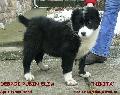 NIKITA 11 HETES / 11 WEEKS OLD (HCH, CH of CH '04. YUR-BAY AL RASHID X DEBRI RUBIN DALMA)