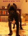 11 HETES / 11 WEEKS OLD (DAVOR DEL DYRIUM X PANDORA DEGLI ELMI)