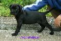 FEKETE-CSKOS KAN / BLACK-BRINDLE MALE - ELADVA / SOLD