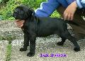 FEKETE-CSKOS KAN / BLACK-BRINDLE MALE - ELADVA / SOLD