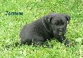 JASMINE 3 HETES / 3 WEEKS OLD (CH. AXL: HD-A, ED-0, HCH, UK.CH, SERB. CH, AUSTRIA YOUNG CLUBWINNER, IPO-1, BH X AQUILA DORATA FREYA - HD-A)