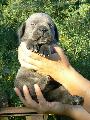 LARA CROFT - szrke szuka / grey female - ELADVA / SOLD