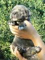 LOLITA - szrke szuka / grey female - ELADVA / SOLD