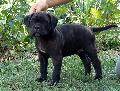 LUCK SKYWALKER - fekete-cskos kan / black-brindle male - ELAD / FOR SALE