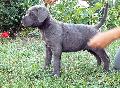 LANCELOT - szrke kan / grey male - ELAD / FOR SALE