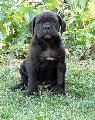 LUCK SKYWALKER - fekete-cskos kan / black-brindle male - ELAD / FOR SALE