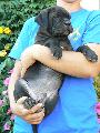 LUCK SKYWALKER - fekete-cskos kan / black-brindle male - ELAD / FOR SALE