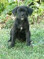 LUCY LIU - fekete-cskos szuka / black-brindle female - ELADVA / SOLD