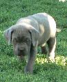 LANCELOT - szrke kan / grey male - ELAD / FOR SALE