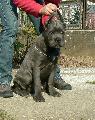 4 HNAPOS / 4 MONTHS OLD CH. HD-A Achille del Rosso Malpelo x HD-A Aquila Dorata Fama