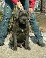 4 HNAPOS / 4 MONTHS OLD CH. HD-A Achille del Rosso Malpelo x HD-A Aquila Dorata Fama