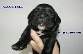 Fekete kan 12 napos / Black male 12 days old