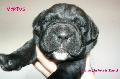 Fekete szuka 12 napos / Black female 12 days old