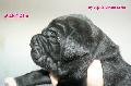 Fekete szuka 12 napos / Black female 12 days old