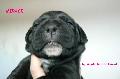 Fekete szuka 12 napos / Black female 12 days old