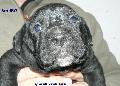 Fekete kan 3 hetes / Black male 3 weeks old