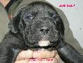 Fekete szuka 3 hetes / Black female 3 weeks