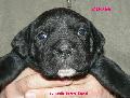 Fekete szuka 3 hetes / Black female 3 weeks old