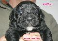 Fekete szuka 3 hetes / Black female 3 weeks old