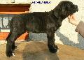 CSKOS KAN - ELADVA / BRINDLE MALE - SOLD