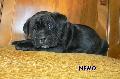 FEKETE-CSKOS KAN - ELADVA / BLACK-BRINDLE MALE - SOLD