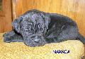 FEKETE-CSKOS KAN - ELADVA / BLACK-BRINDLE MALE - SOLD