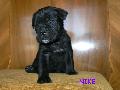 FEKETE SZUKA - ELAD / BLACK FEMALE - FOR SALE