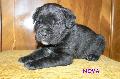 FEKETE-CSKOS SZUKA - ELAD / BLACK-BRINDLE FEMALE - FOR SALE