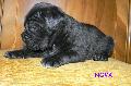 FEKETE-CSKOS SZUKA - ELAD / BLACK-BRINDLE FEMALE - FOR SALE