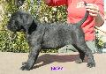 FEKETE-CSKOS SZUKA - ELAD / BLACK-BRINDLE FEMALE - FOR SALE