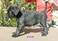 FEKETE-CSKOS SZUKA - ELAD / BLACK-BRINDLE FEMALE - FOR SALE