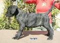 CSKOS KAN - ELADVA / BRINDLE MALE - SOLD