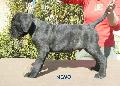 CSKOS KAN - ELADVA / BRINDLE MALE - SOLD